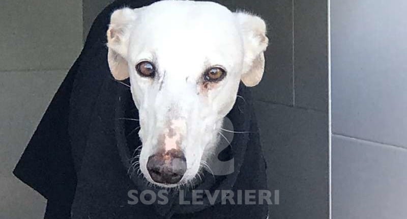 Cobra - Galgo