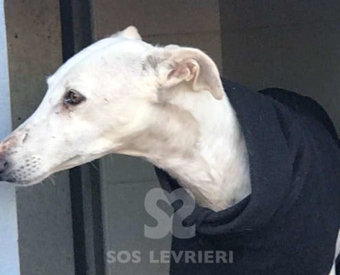 Cobra - Galgo