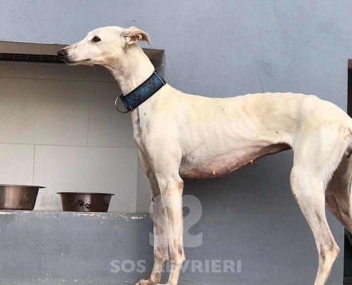 Cobra Galgo