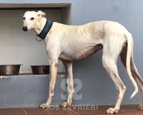 Cobra Galgo