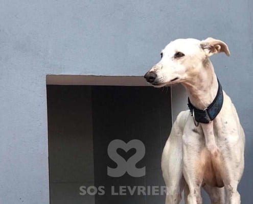 Cobra Galgo