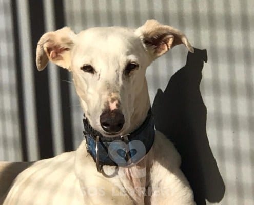 Cobra Galgo