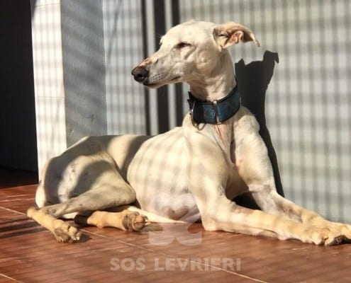 Cobra Galgo