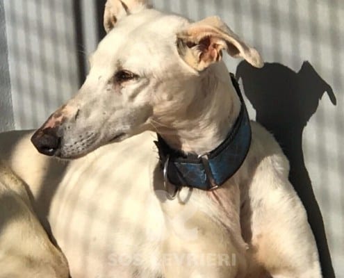 Cobra Galgo