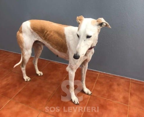 Conchita Galgo