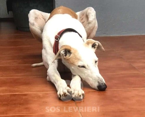Conchita Galgo