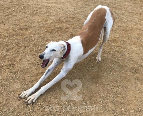 Conchita Galgo