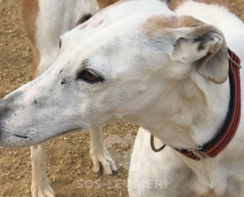 Conchita Galgo