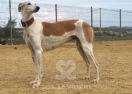 Conchita Galgo