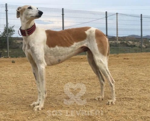 Conchita Galgo