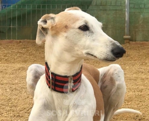 Conchita Galgo
