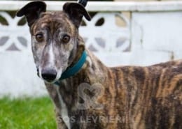 Duke 2 Greyhound