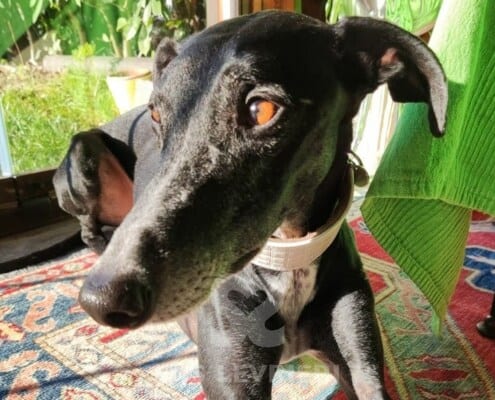 Ebano Galgo