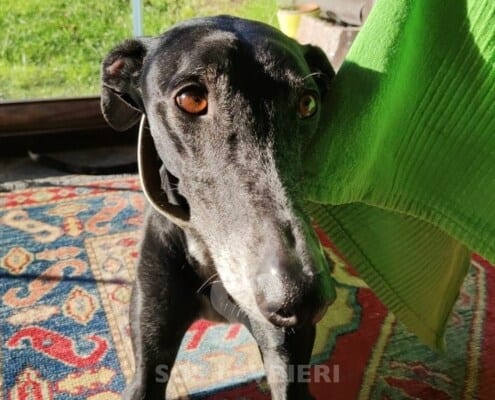 Ebano Galgo