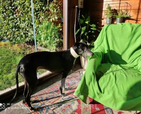 Ebano Galgo