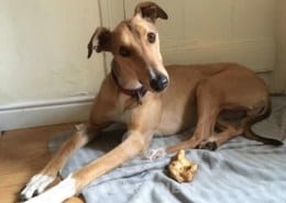 Glen Greyhound