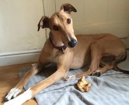 Glen Greyhound