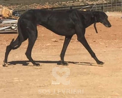 Graziella Galgo Levriero in adozione