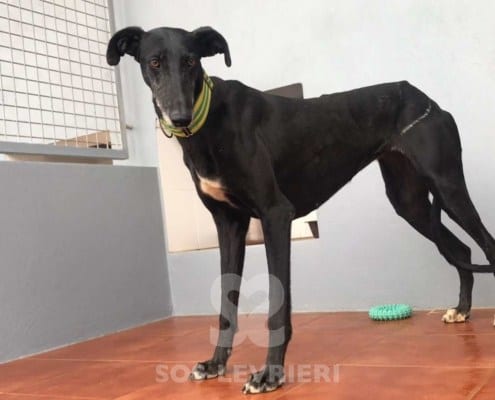 Graziella Galgo