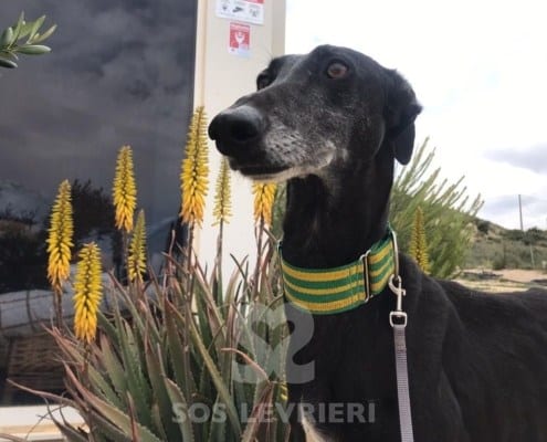 Graziella Galgo