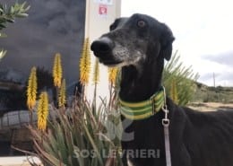 Graziella Galgo