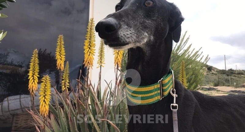 Graziella Galgo