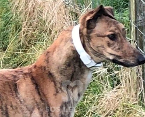 Jasper 2 Greyhound
