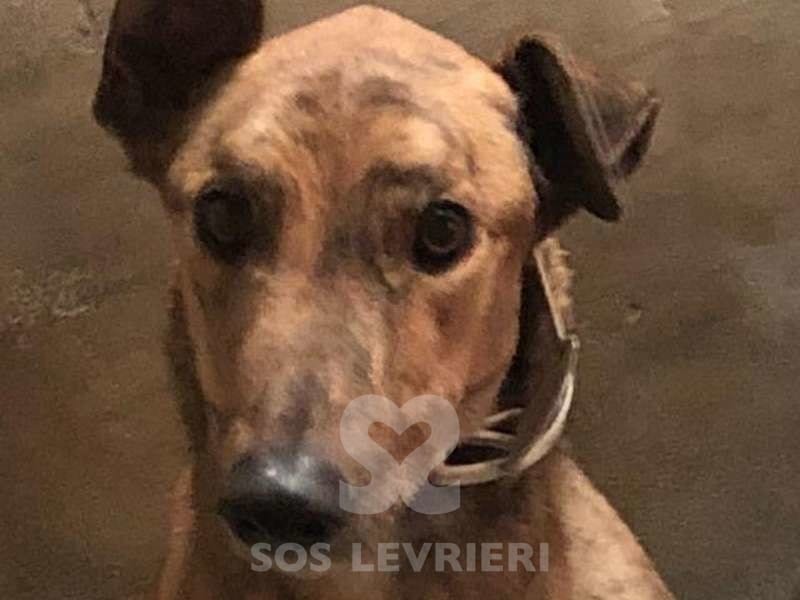 Jasper 2 Greyhound