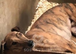 Jasper 2 Greyhound