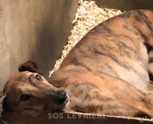 Jasper 2 Greyhound