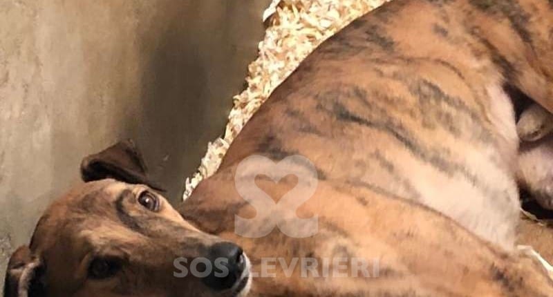 Jasper 2 Greyhound