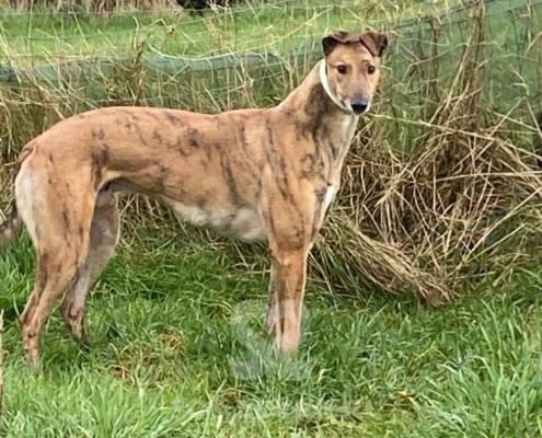 Jasper 2 Greyhound