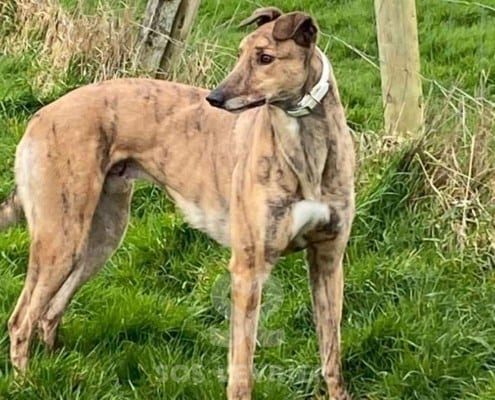 Jasper 2 Greyhound