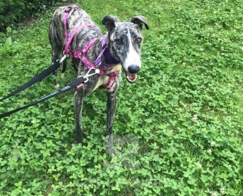 Lluvia Galgo