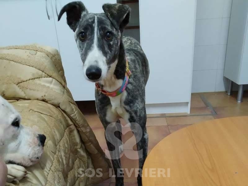 Lluvia Galgo