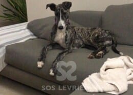 Lluvia Galgo