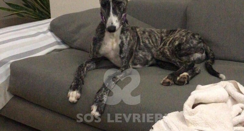 Lluvia Galgo