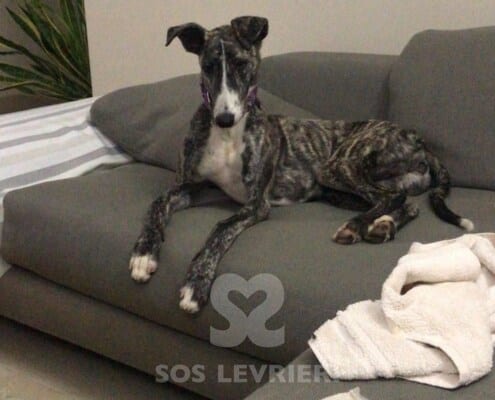 Lluvia Galgo