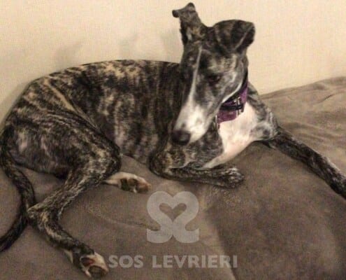 Lluvia Galgo