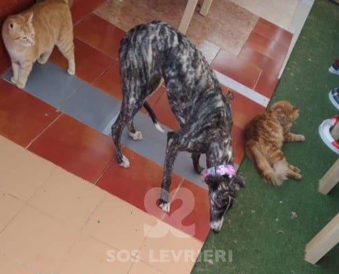 Lluvia Galgo
