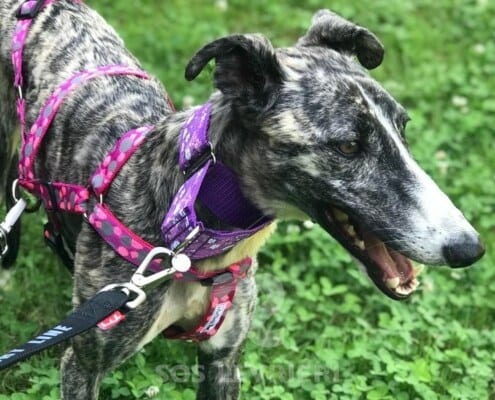 Lluvia Galgo