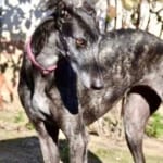 Lola 3 Galgo