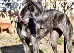 Lola 3 Galgo