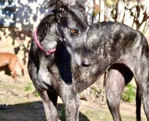 Lola 3 Galgo