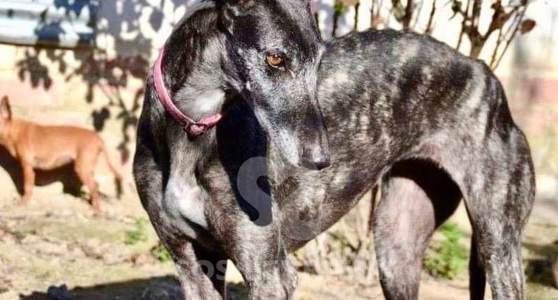 Lola 3 Galgo