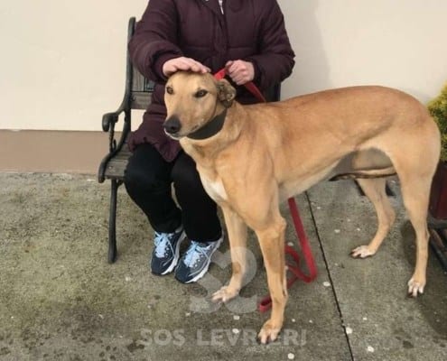 Molly 6 Greyhound Levriero in adozione