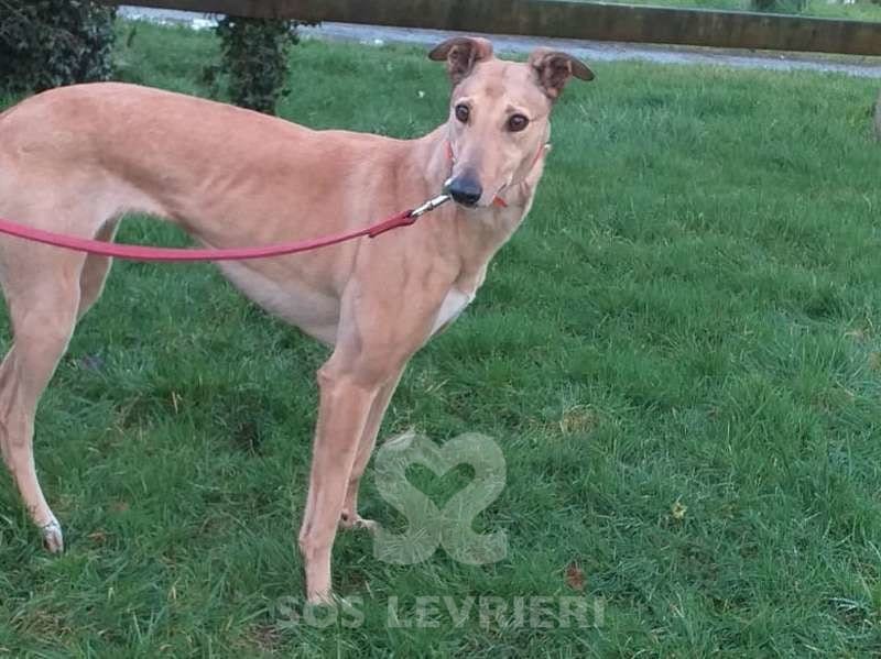 Molly 6 Greyhound
