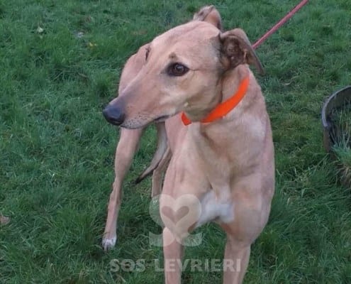 Molly 6 Greyhound Levriero in adozione