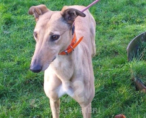 Molly 6 Greyhound