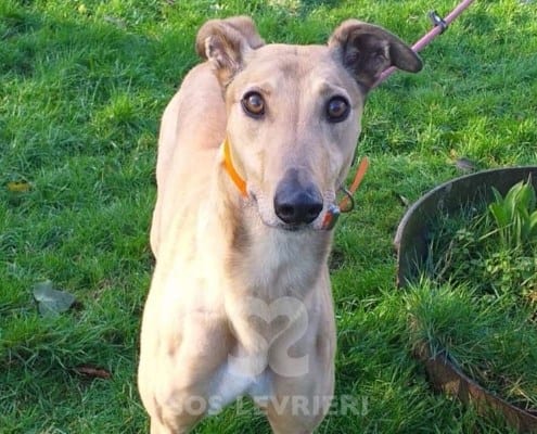 Molly 6 Greyhound